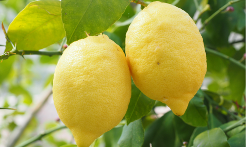 Two lemons hanging on Lemon Tree.