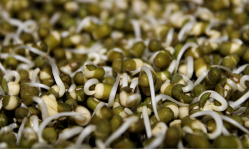 Mung Bean Sprouts Are kept.