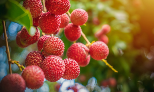 Multiple lychees are hanging on lychee tree.