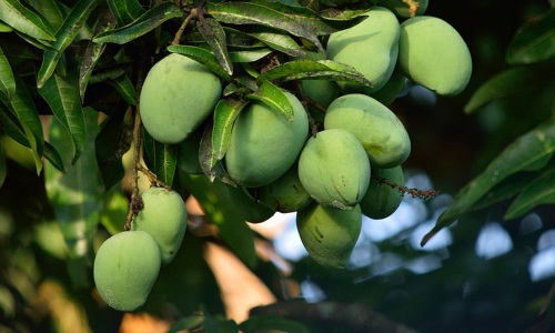 Raw mangoes are hanging on trees.