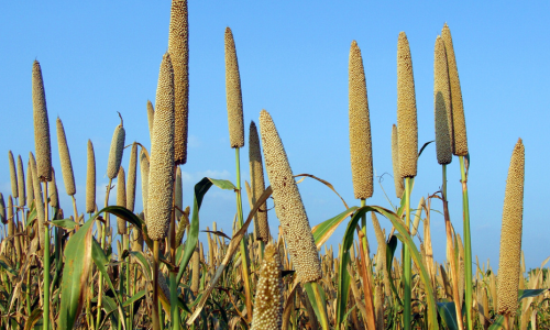 Bajra crops